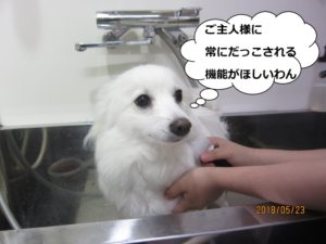 シャンプー中スピッツ