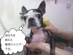 スパ中ボストンテリア