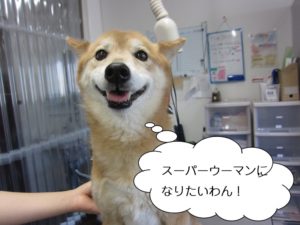 カット前ミックス犬