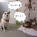 クリスマスミックス