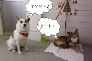 クリスマスミックス