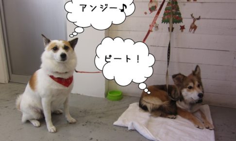 クリスマスミックス