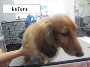 カット前ミニチュアダックス