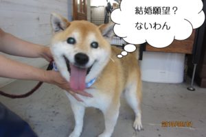 笑顔柴犬