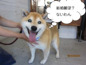 笑顔柴犬