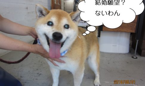 笑顔柴犬