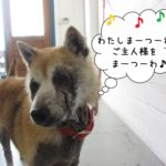 首きょとん柴犬