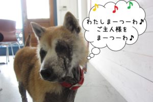 首きょとん柴犬