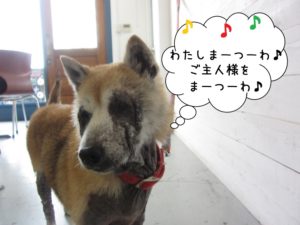 首きょとん柴犬