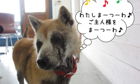 首きょとん柴犬