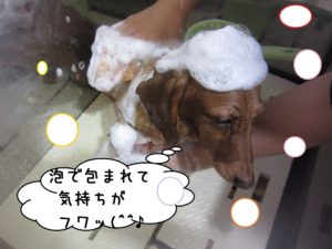 シャンプー中ミニチュアダックス