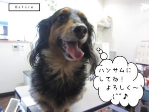 カット前ミニチュアダックス