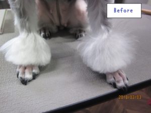 足首カット前Mシュナ