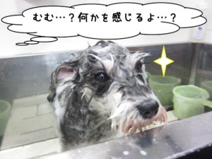 シャンプーMシュナ