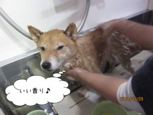 シャンプー中豆柴