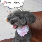 舌出しトイプードル