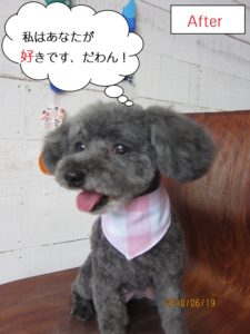 舌出しトイプードル