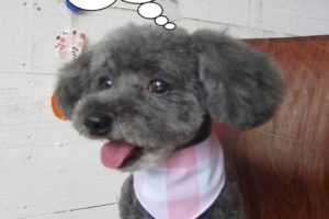 舌出しトイプードル