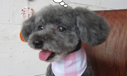 舌出しトイプードル