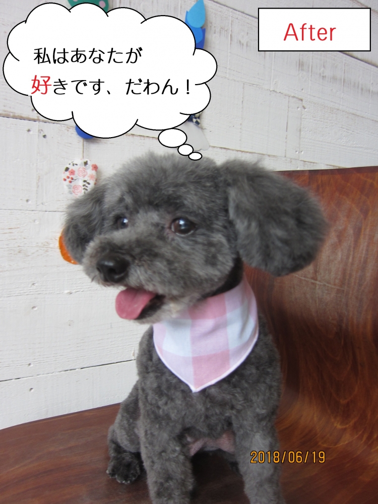 舌出しトイプードル