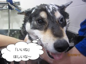 シャンプー中柴犬