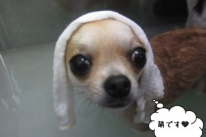 おすましゆったりチワワ