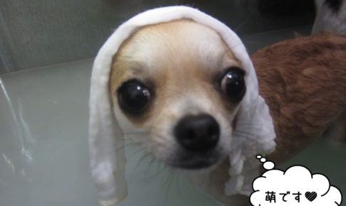 おすましゆったりチワワ