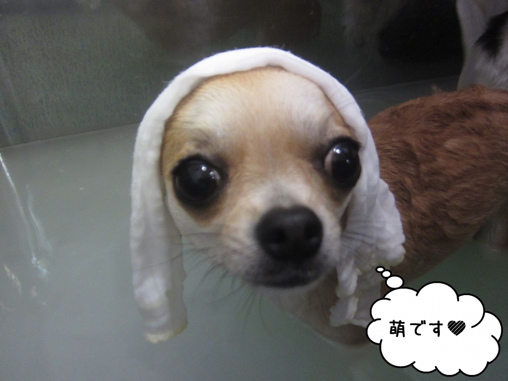 おすましゆったりチワワ