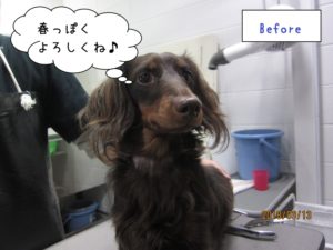 カット前ミニチュアダックス