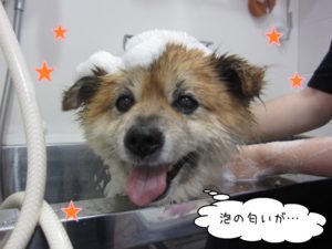 シャンプー中ミックス犬