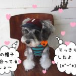 洋服帽子可愛いMシュナ