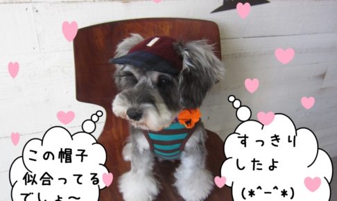 洋服帽子可愛いMシュナ