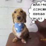 正面ミニチュアダックス