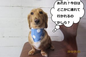 正面ミニチュアダックス