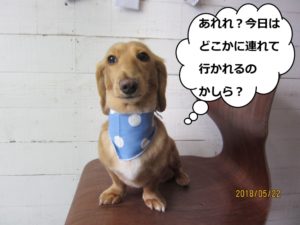 正面ミニチュアダックス