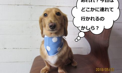 正面ミニチュアダックス