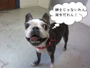 施術前ボストンテリア