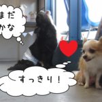 窓際ミックスチワワ