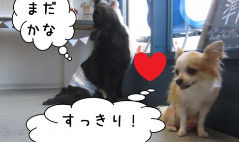 窓際ミックスチワワ