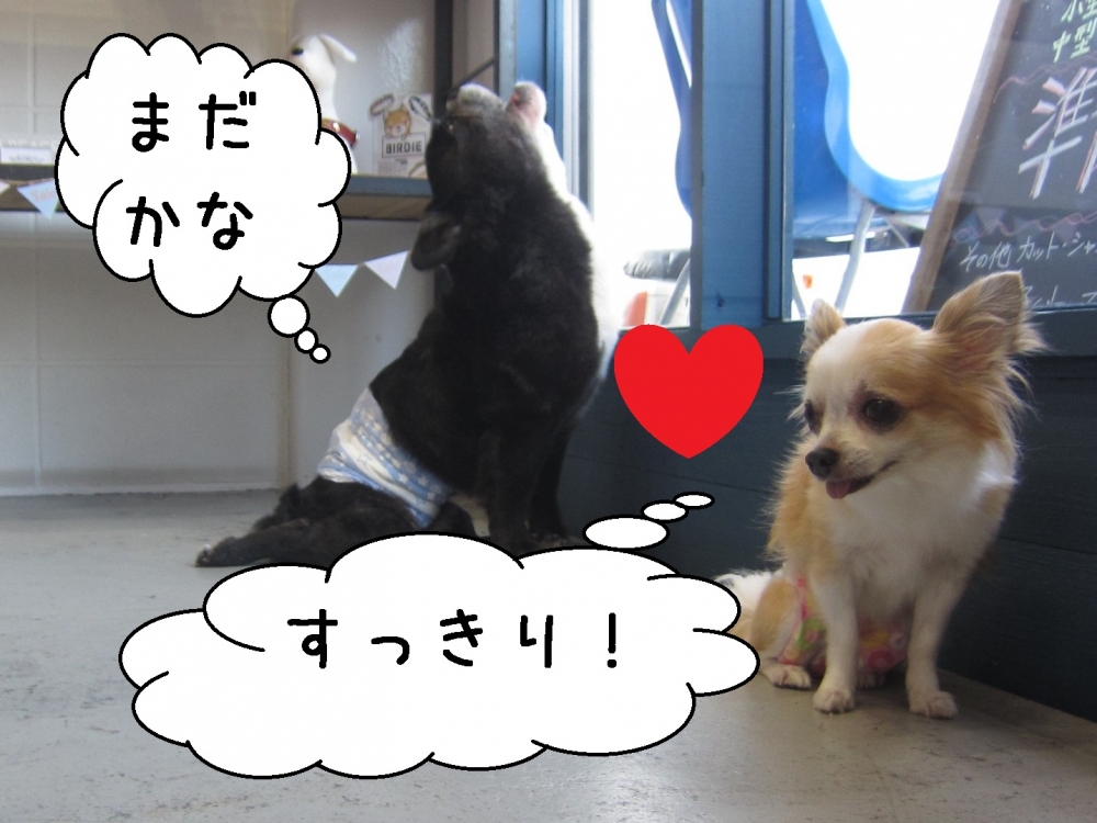 窓際ミックスチワワ