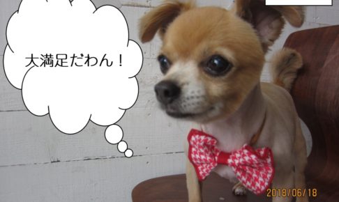 斜めえっへんチワワ