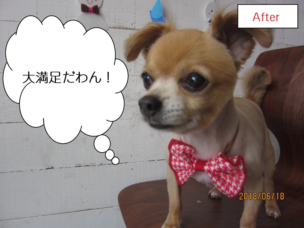 斜めえっへんチワワ