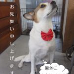 上向きミックス犬