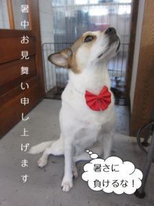 上向きミックス犬