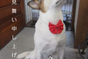 上向きミックス犬