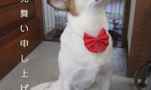 上向きミックス犬