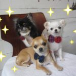 三人おすましチワワ