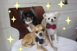 三人おすましチワワ