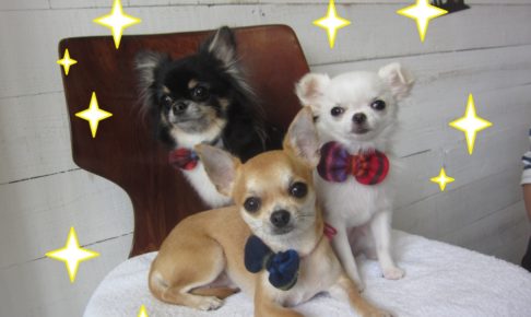 三人おすましチワワ