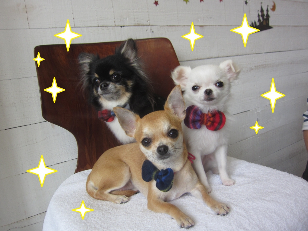 三人おすましチワワ